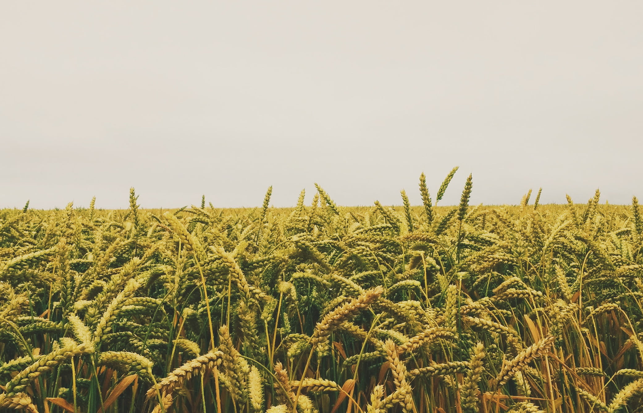 Установили сервитут на земельный участок, принадлежащий ответчику Установили сервитут на земельный участок, принадлежащий ответчику